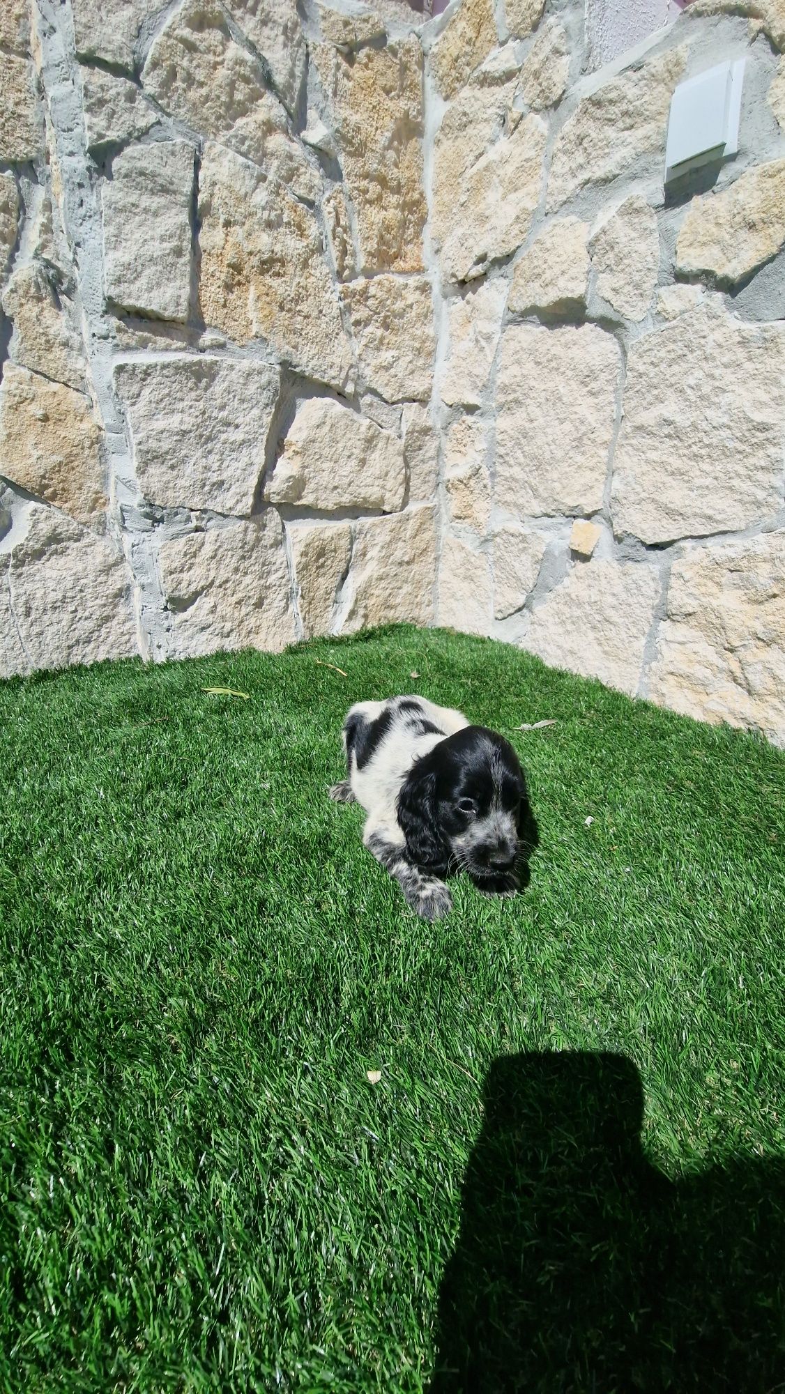 Cocker Spaniel Inglês Azul Ruão