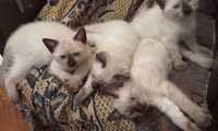 Сіамські кошенята