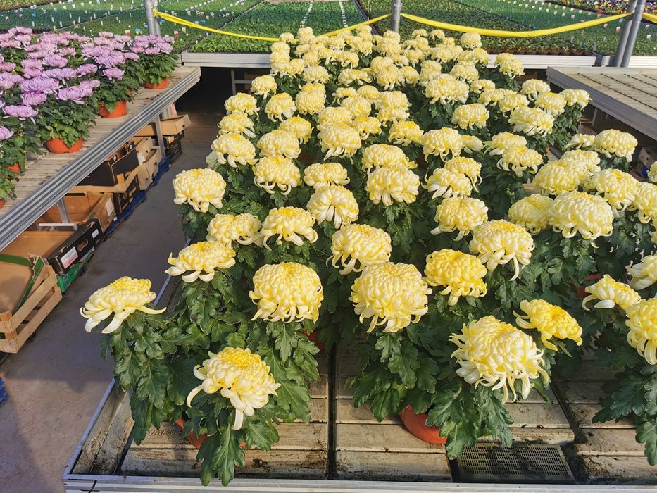 Chryzantemy chryzantema kule drobnokwiatowe kopka PRODUCENT HURT detal