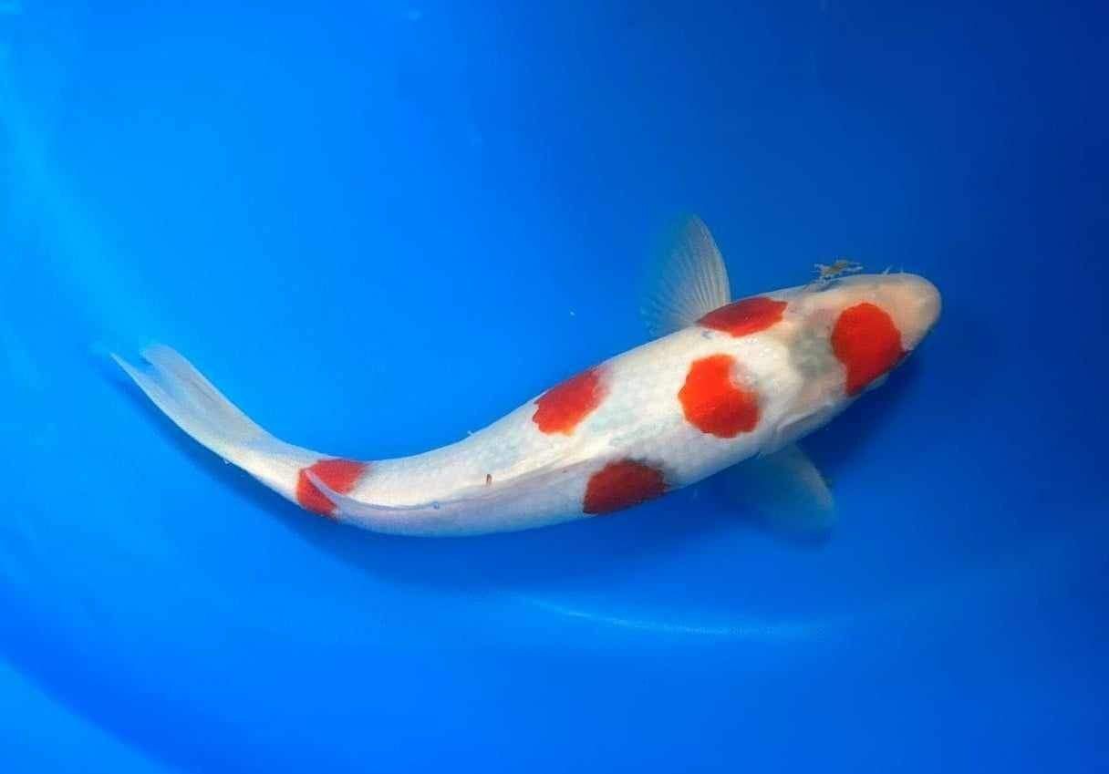 Karpie KOI - bajecznie kolorowe japońskie ryby!