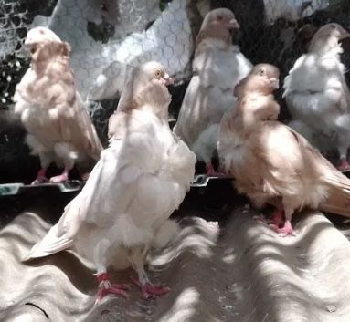 Pombos gravatinha chinesa