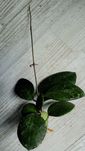 Hoya ovatifolia rosnąca