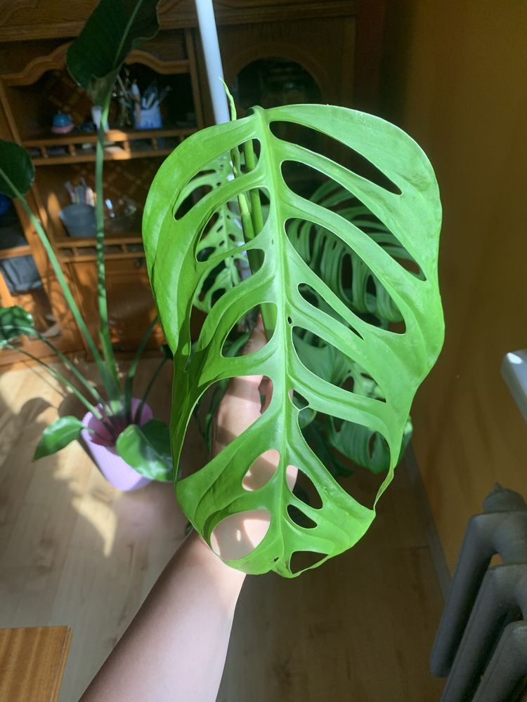 Monstera esqueleto szczyt