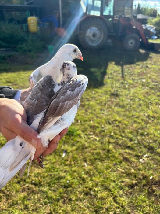 Gołębie pocztowe około 50 szt