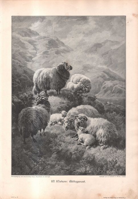 Watson: Owce w górach. Drzeworyt ilustracyjny 1902 r. oryginał