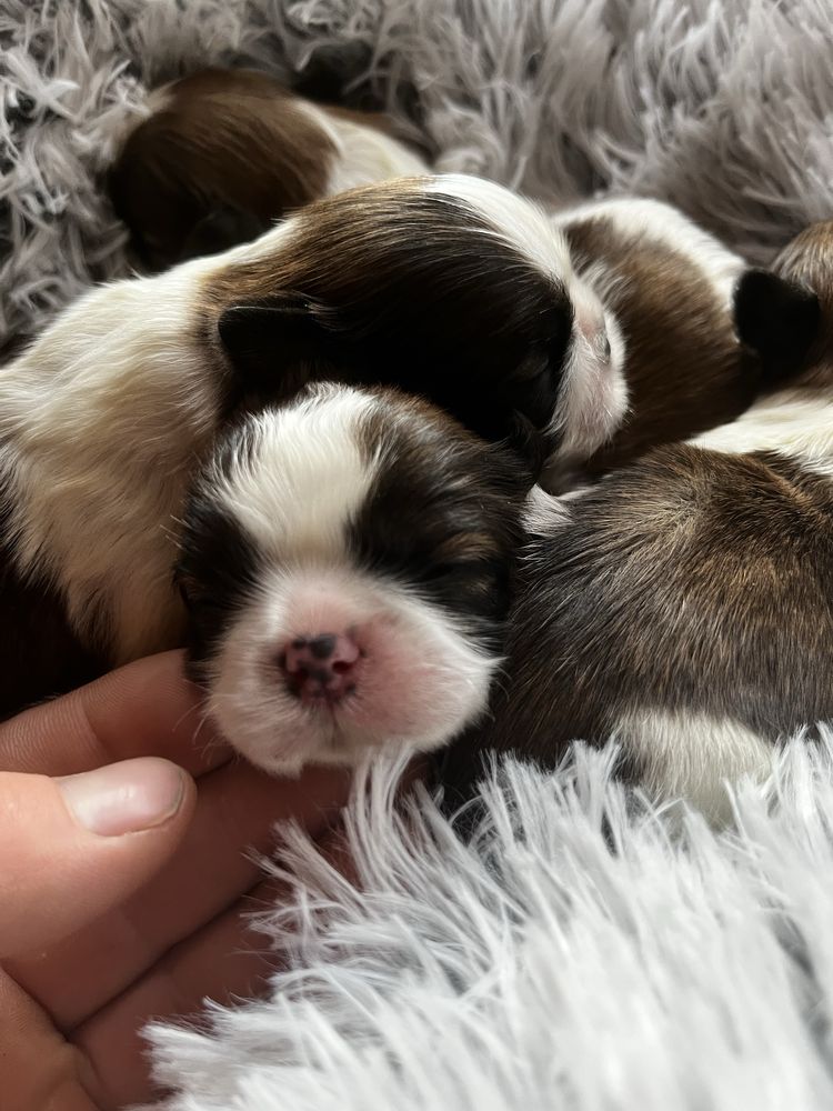 Shihtzu shih tzu niniaturowy szczeniak do rezerwacji