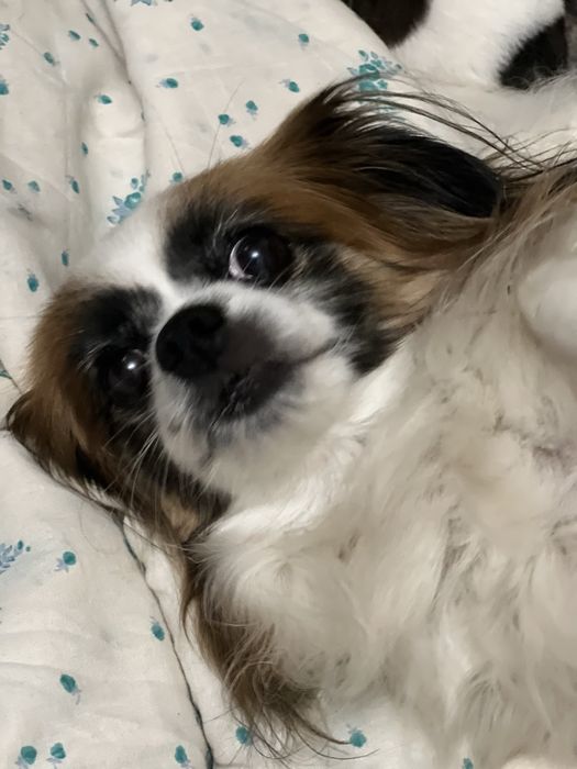 Продам щенков Папильон