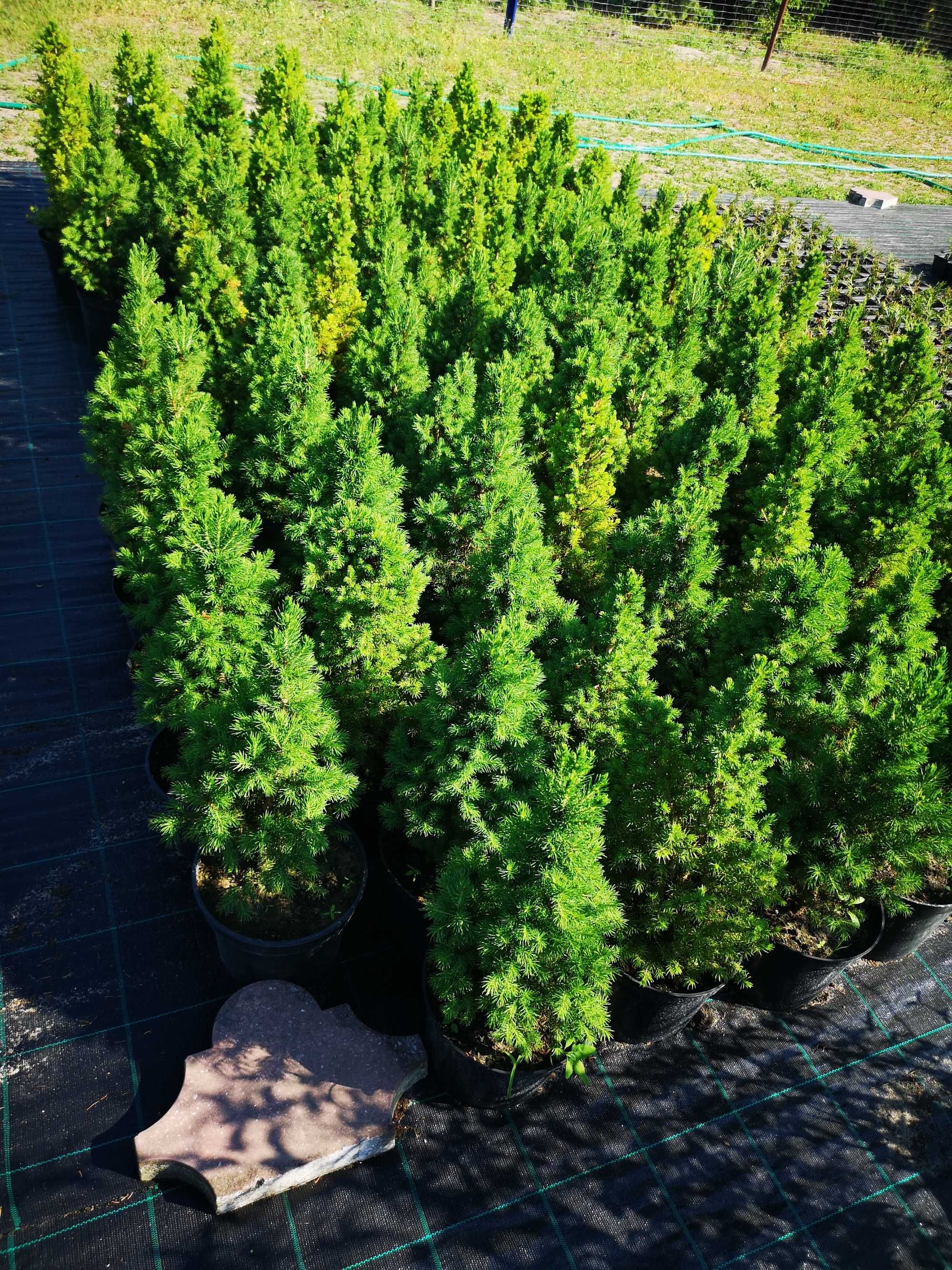 Juka ogrodowa z własnej plantacji, cis kolumnowy