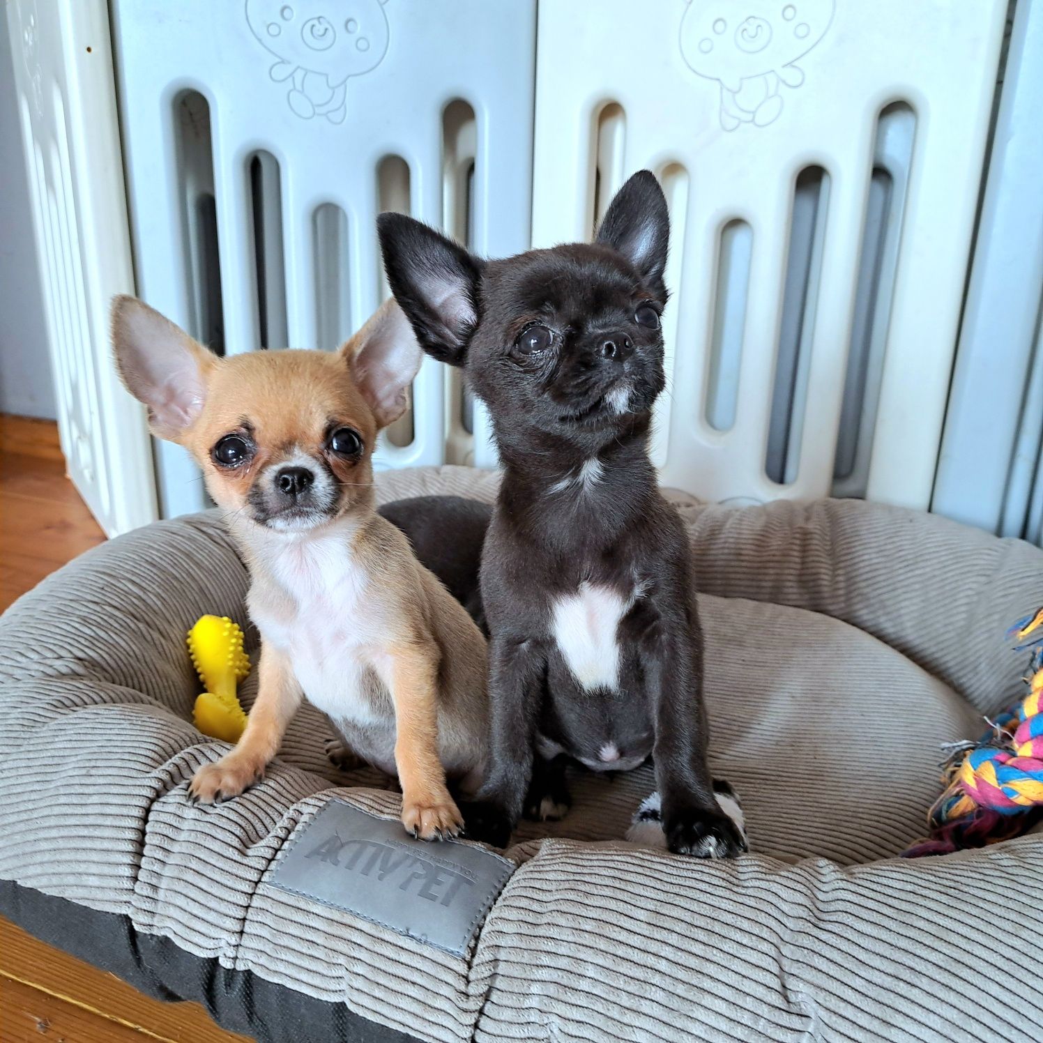 Śliczny chłopiec Chihuahua DO ODBIORU