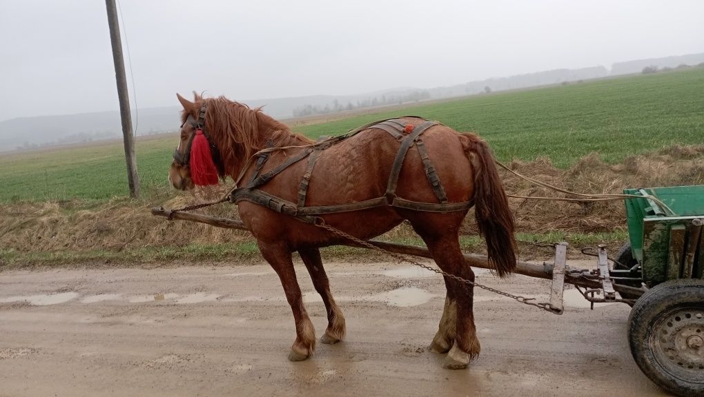 Продам кобилу спокійну