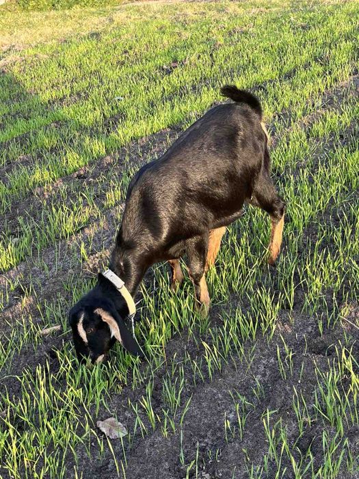 Продається козочка 75% нубо і 25% коморі