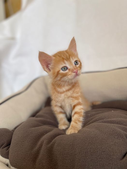 Котята котики отдам рыжий котенок