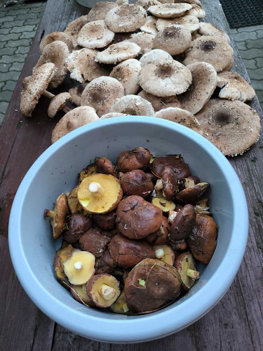 Grzyby kanie i maślaki