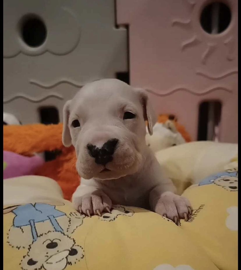 Dog Argentynśki FCI Dogo Argentino