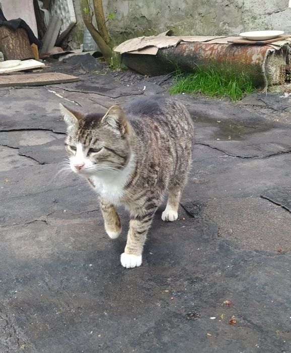 Отдам кошку лесного окраса, стерилизована, 5 лет