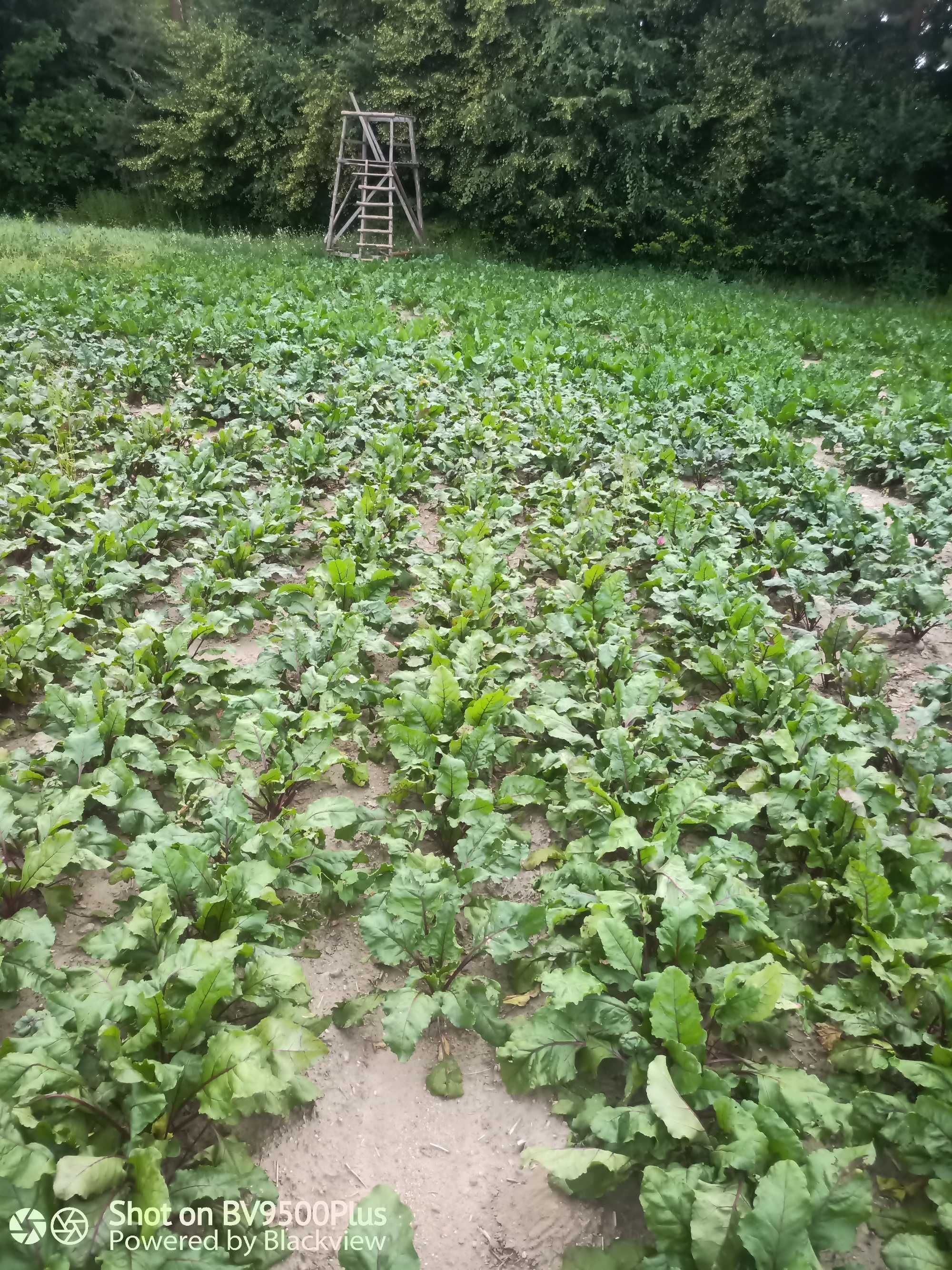 Buraki czerwone, ćwikłowe okrągłe