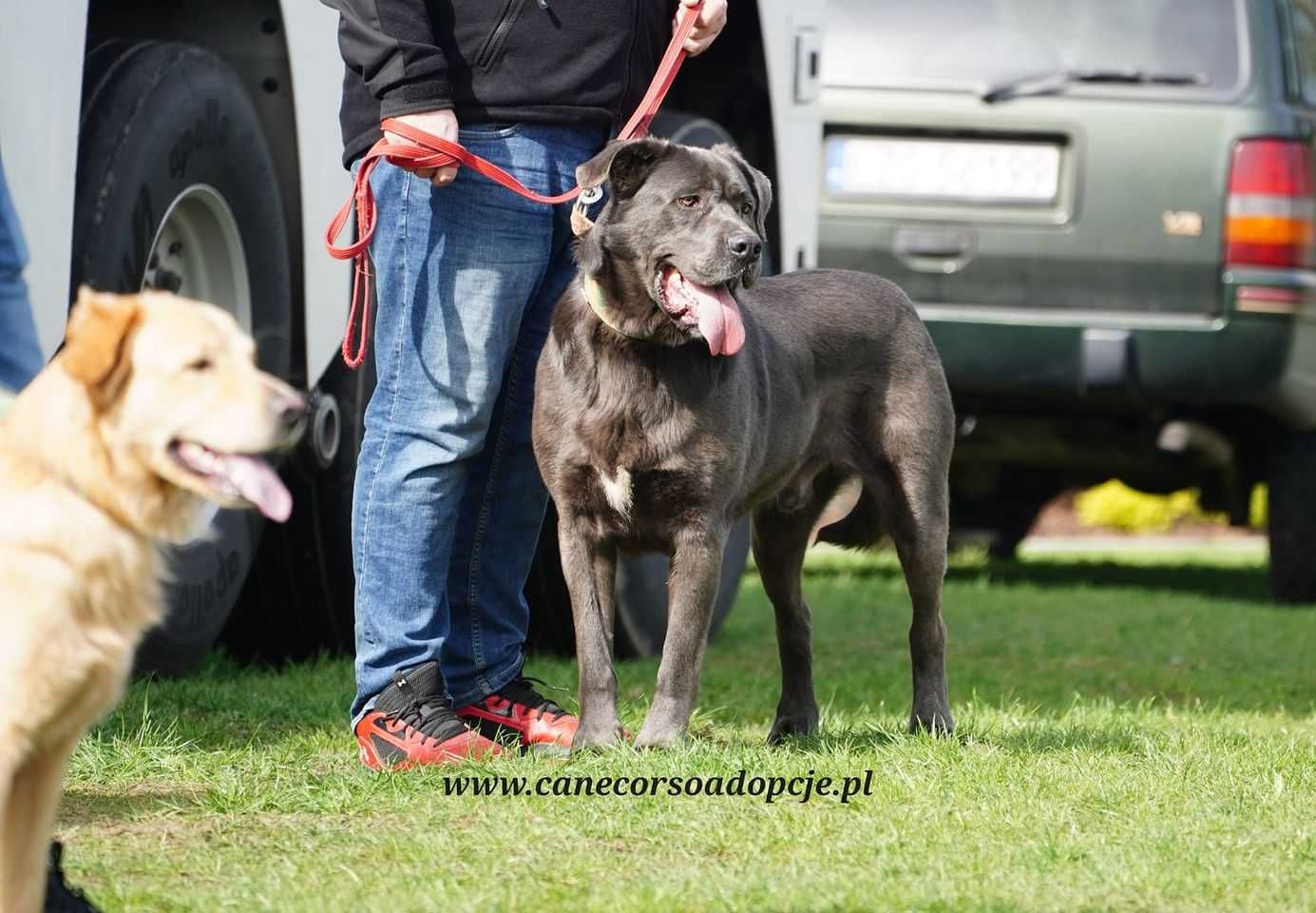 Stefanek cudowny pies w typie cane corso do adopcji.