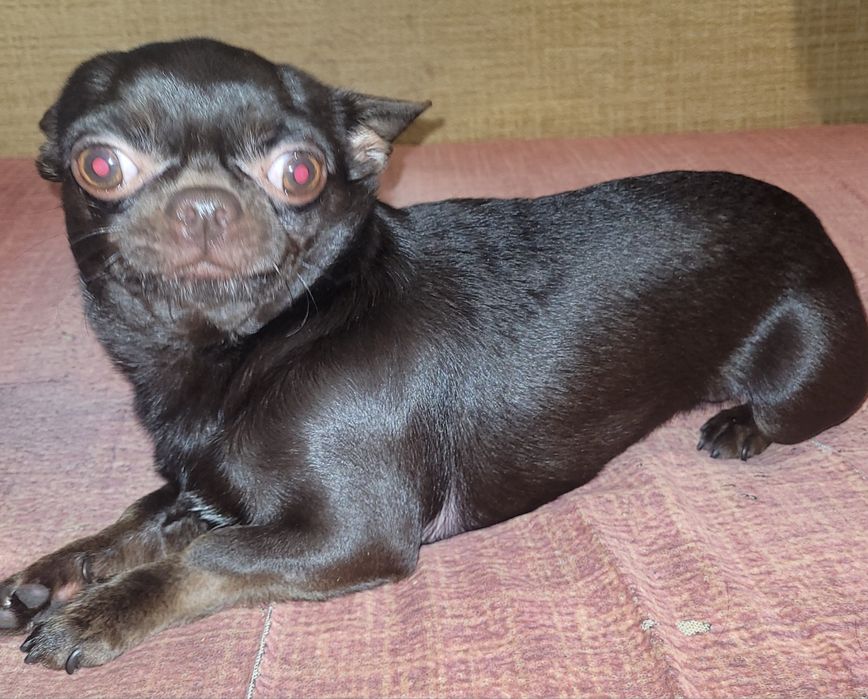 Джентльмен ищет даму