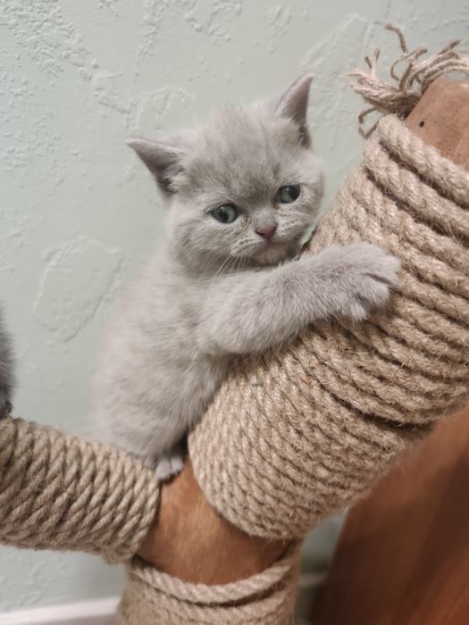 Шотландські кошенята