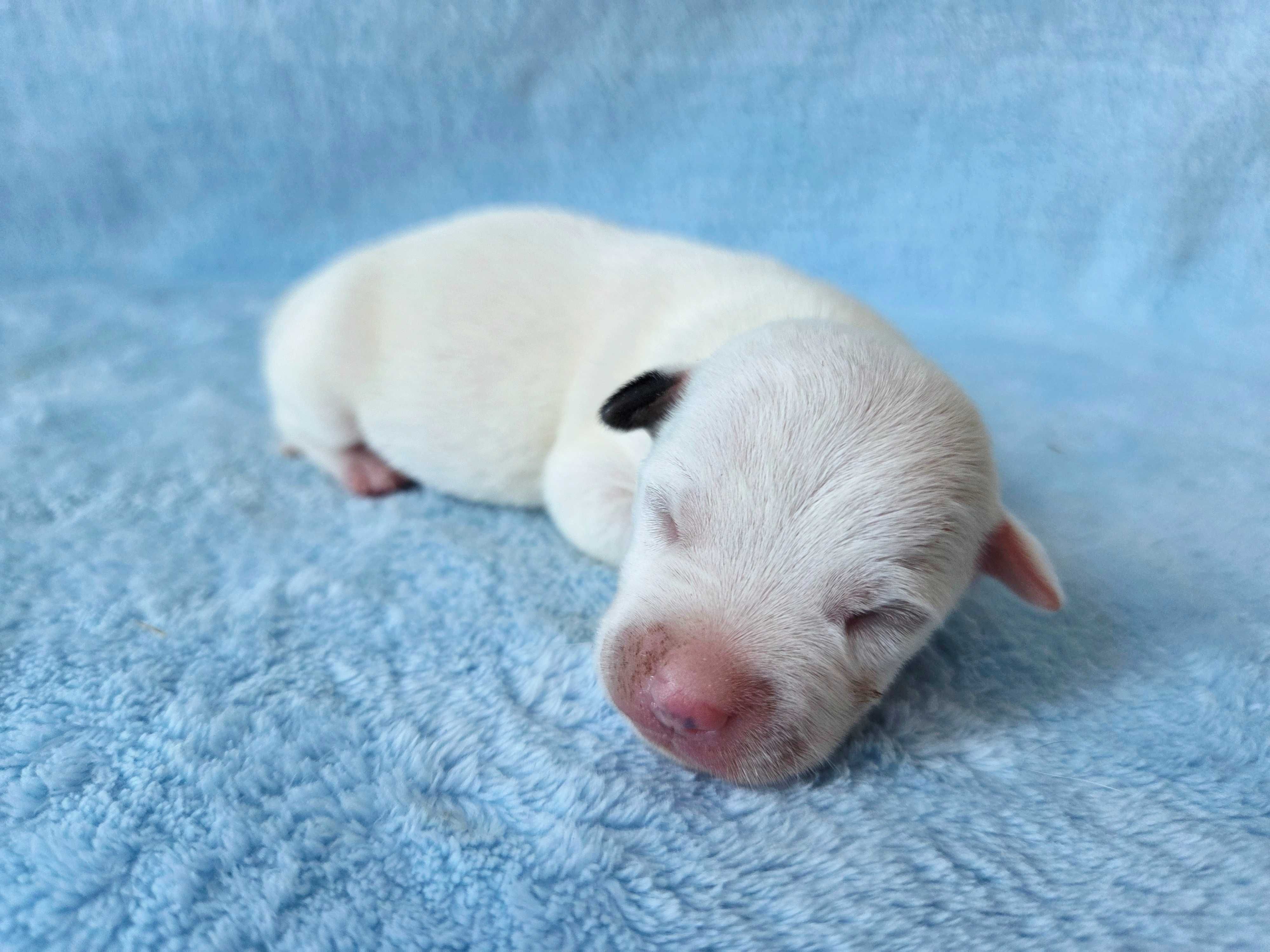 Jack Russell Terrier piesek głakowłosy 5