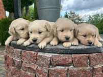 Szczeniak Golden Retriever