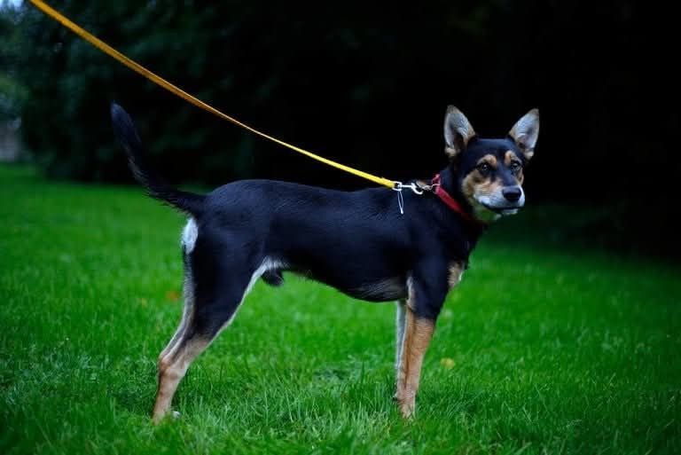 Bobidog szuka kochającego czlowieka