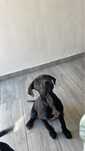 Pitbull Black pais ultima foto