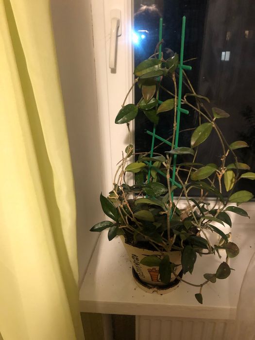 Вазон кімнатний Хлоя