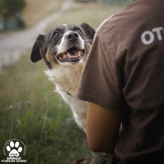 Większa psina Roksana szuka domu