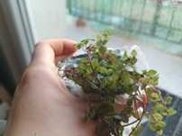 Pilea depresja o drobniutkich listkach doniczka las w szkle