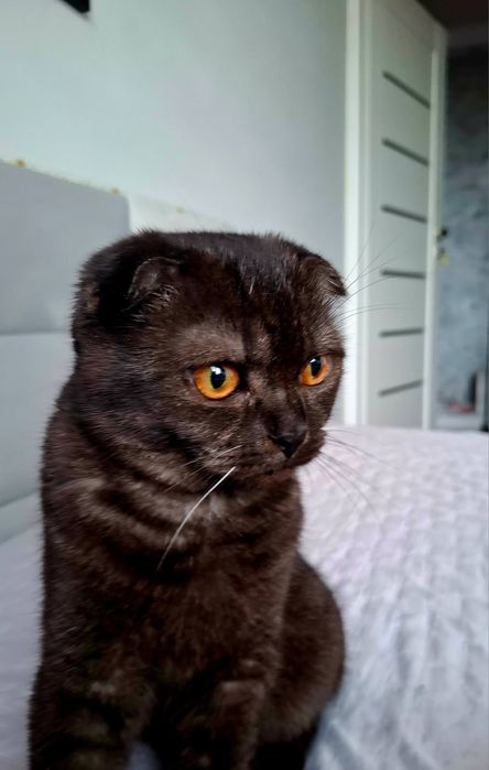 Kot zwisłouchy Szkocki krótkowłosy