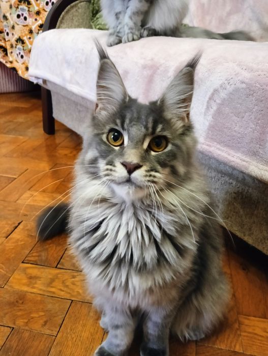 Maine coon niebieska pręgowana kotka do hodowli rodowód FPL