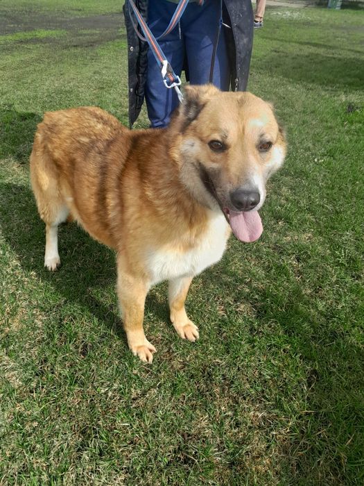 Mary sunia do adopcji