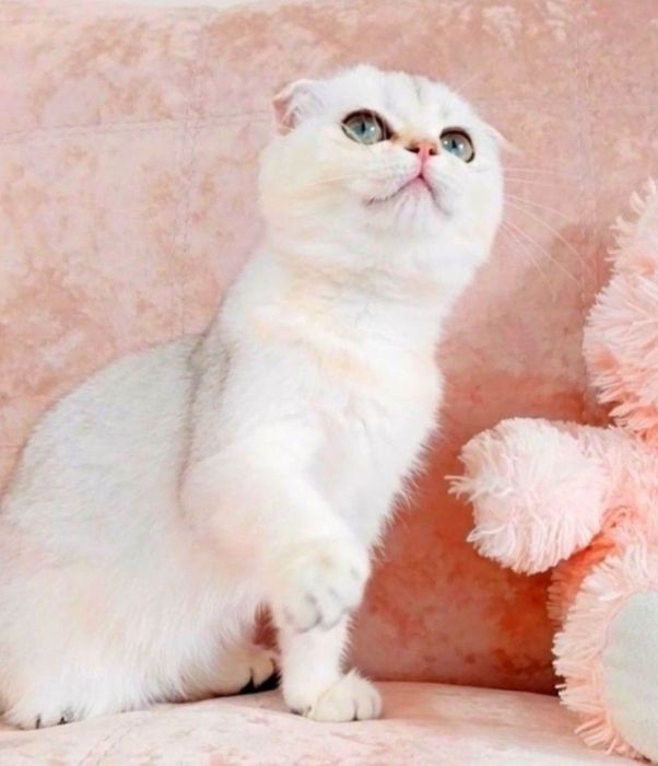 Срібляста шиншилка дівчинка очаровашка