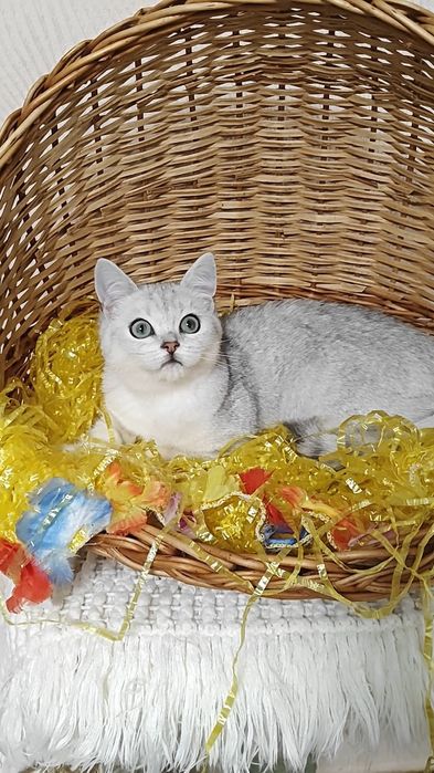 Чистокровный шикарный мальчишка серебристая шиншилла