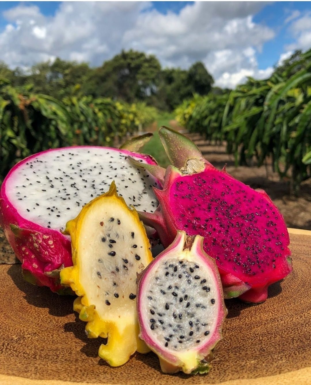 Pitaya planta disponível