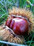 Castanhas para venda selecionadas e calibradas, do produtor Vila Verde