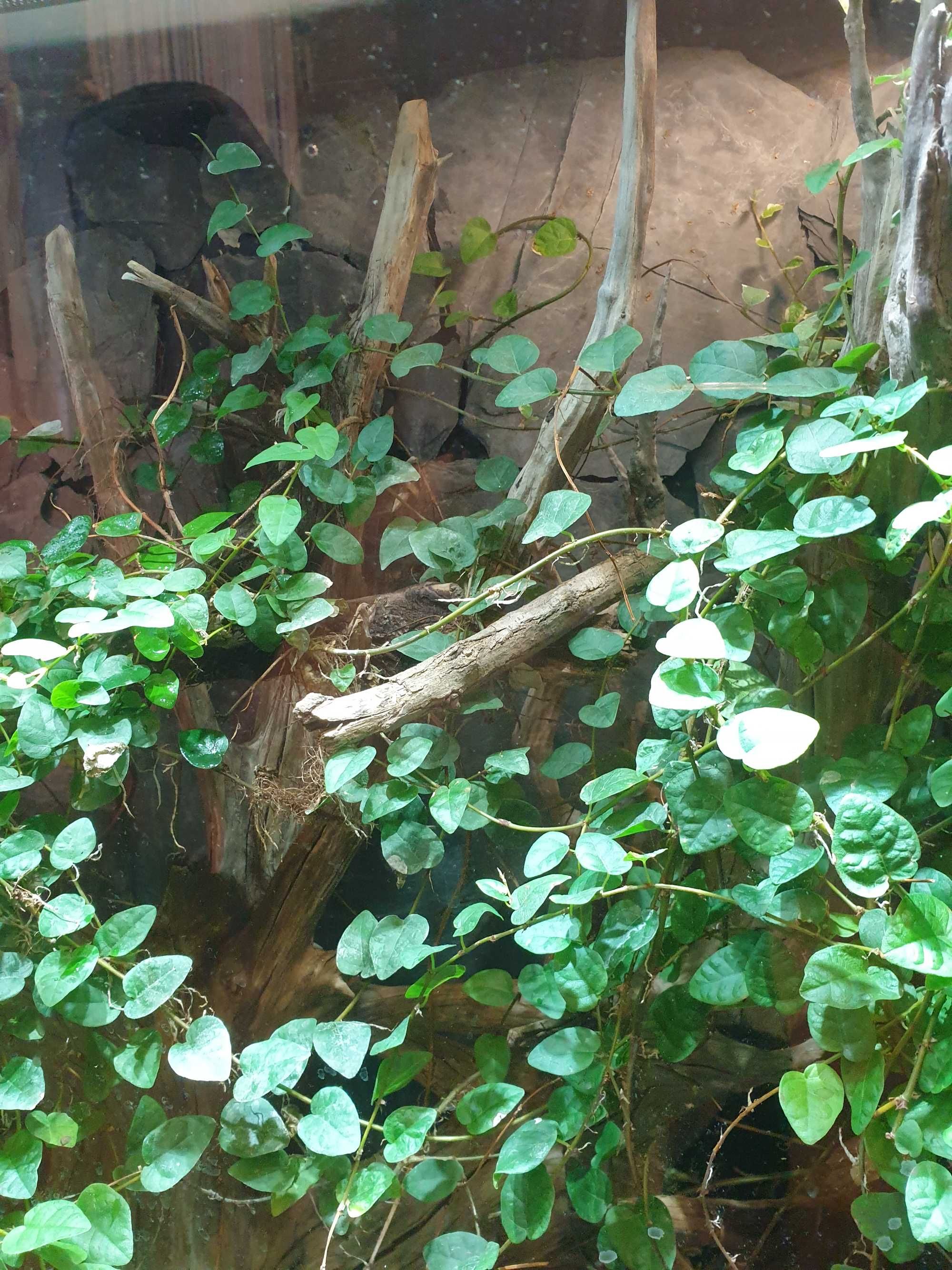 terrarium dla gada felsumy tropikalne unikat
