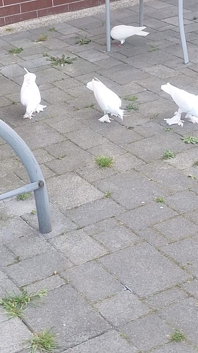 Gołębie bocianie, pilnie sprzedam