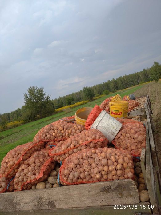Ziemniaki prosto z pola