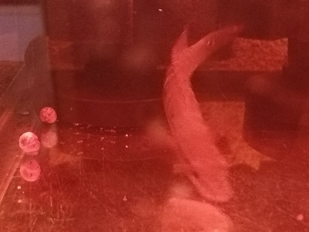 Creniciclha lepidota 5/6cm