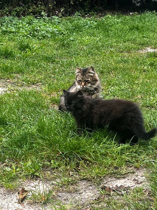 Кошенята в добра руки