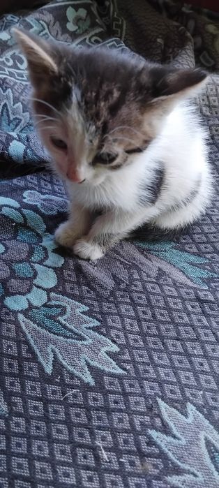 Котенята в добрі руки