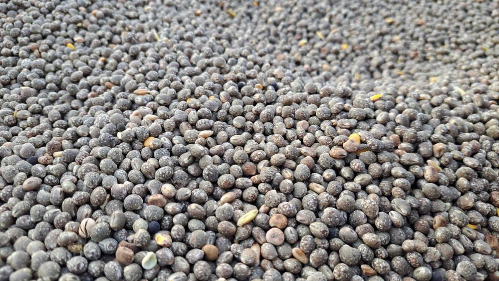 Nasiona, śruta, karma naturalna dla drobiu