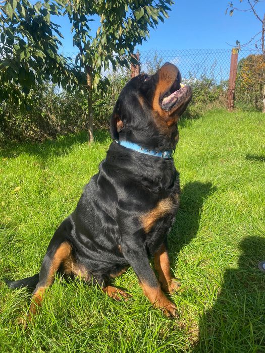 Rottweiler do oddania