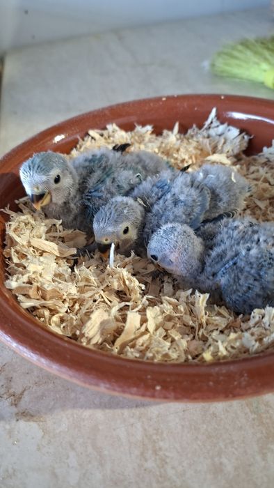 Agapornis roseicollis longfeather