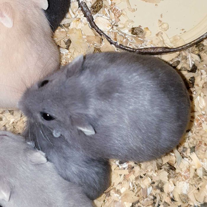 Маленькие ручные джунгарские хомяки черный сапфир. Центр