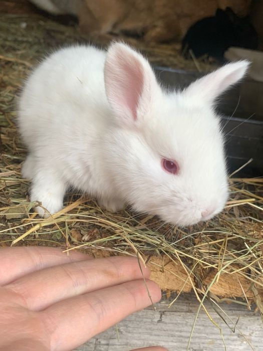 Продам кролів від 1,5 місяців