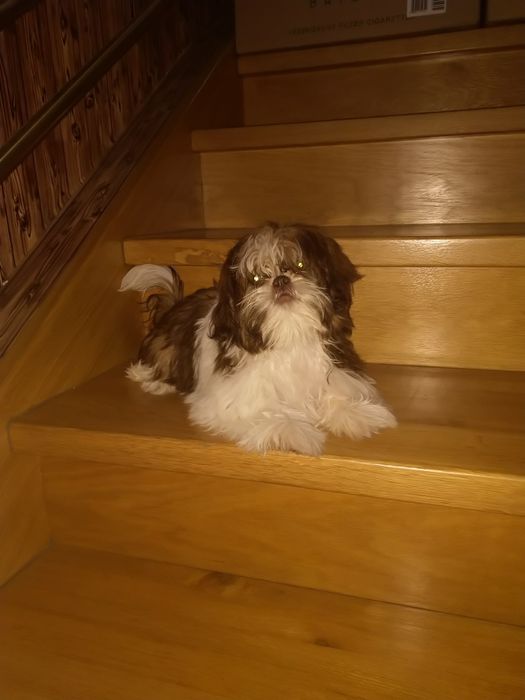 Shih tzu suczka gen czekoladowy
