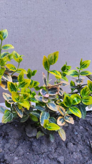 Бересклет, кустики